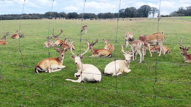 Ferienwohnung Wadern