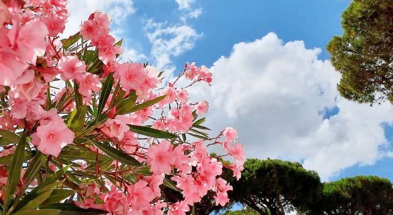 Vakantiepark Ravenna