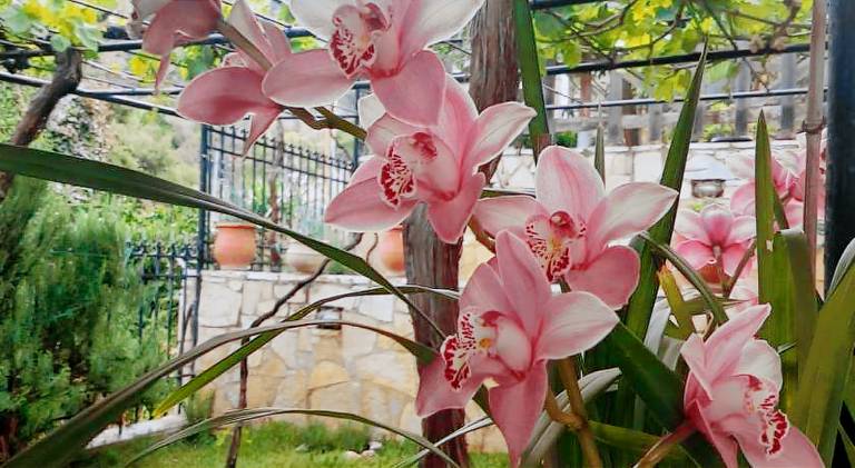 Fully equipped rental apartment with terrace, hot tub & barbeque | Suitable for remote work | Pet-friendly in Kymi-Aliveri
