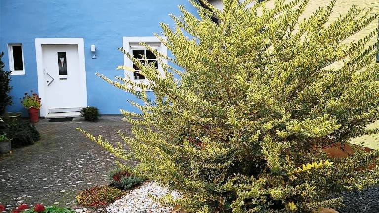 Ferienhaus Zeltingen-Rachtig