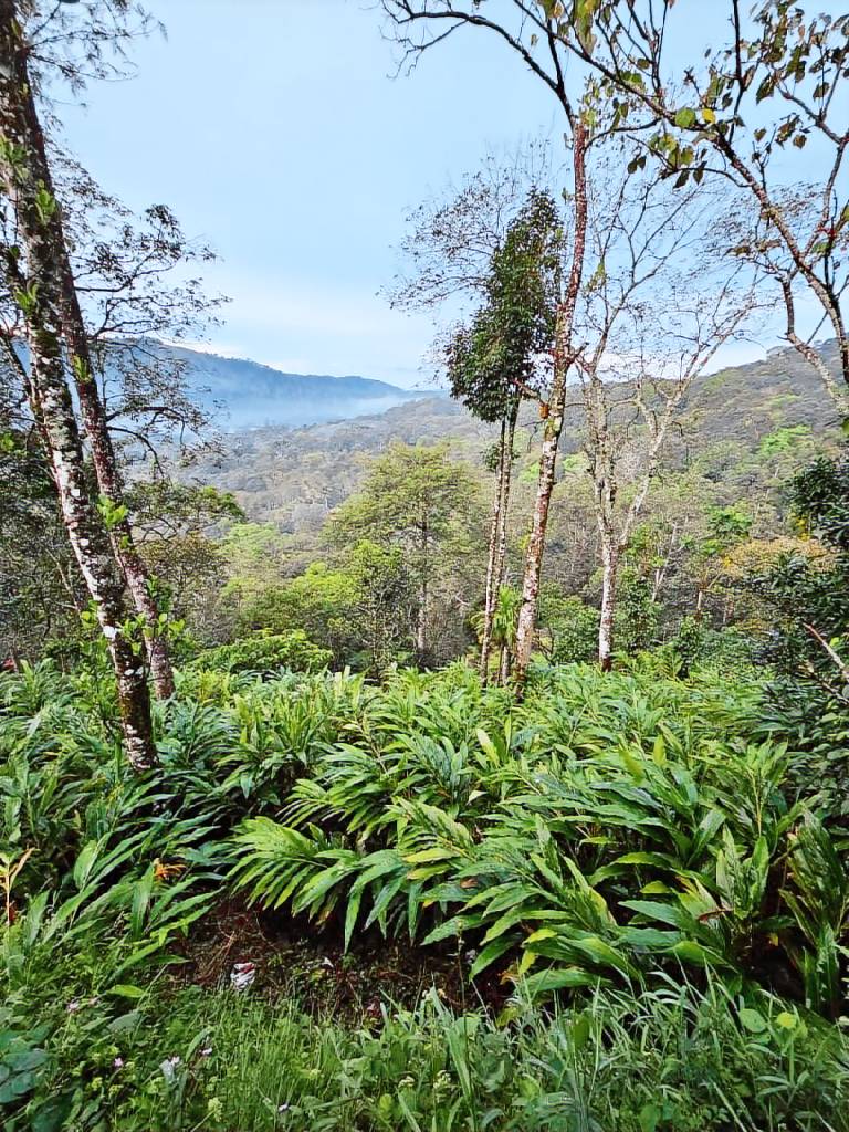 Valley Homestay munnar — photo 4