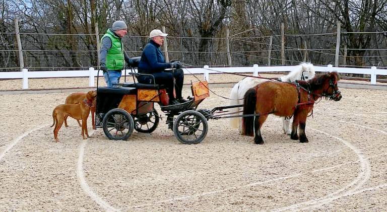 Ferien auf dem Pferdehof — photo 4