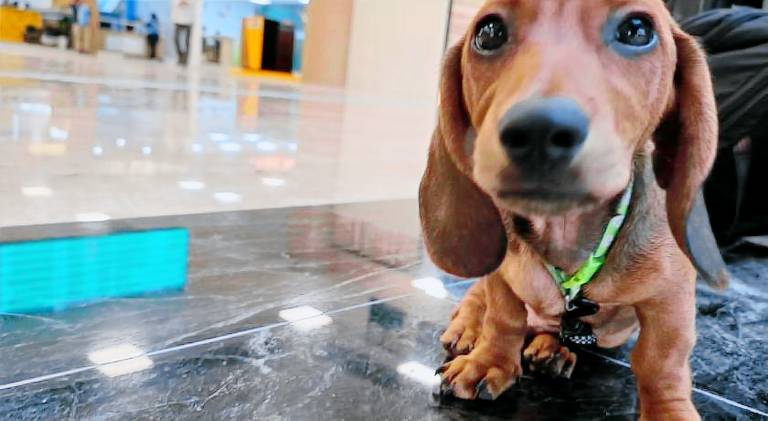 Casa Dachshound in Playa del Carmen