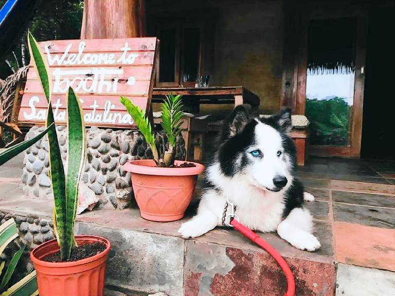 Bodhi Santa Catalina