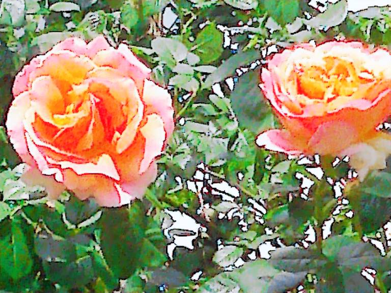 Privatzimmer mit Hund in Brandenberg, Feldberg für max. 3 Personen Privatzimmer mit Hund in Brandenberg, Feldberg für max. 3 Personen