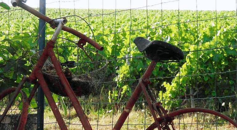 Au Coeur Des Vignes in Epernay