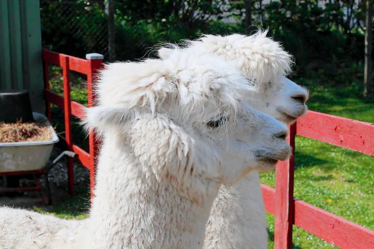 Ferienwohnung  Wangels