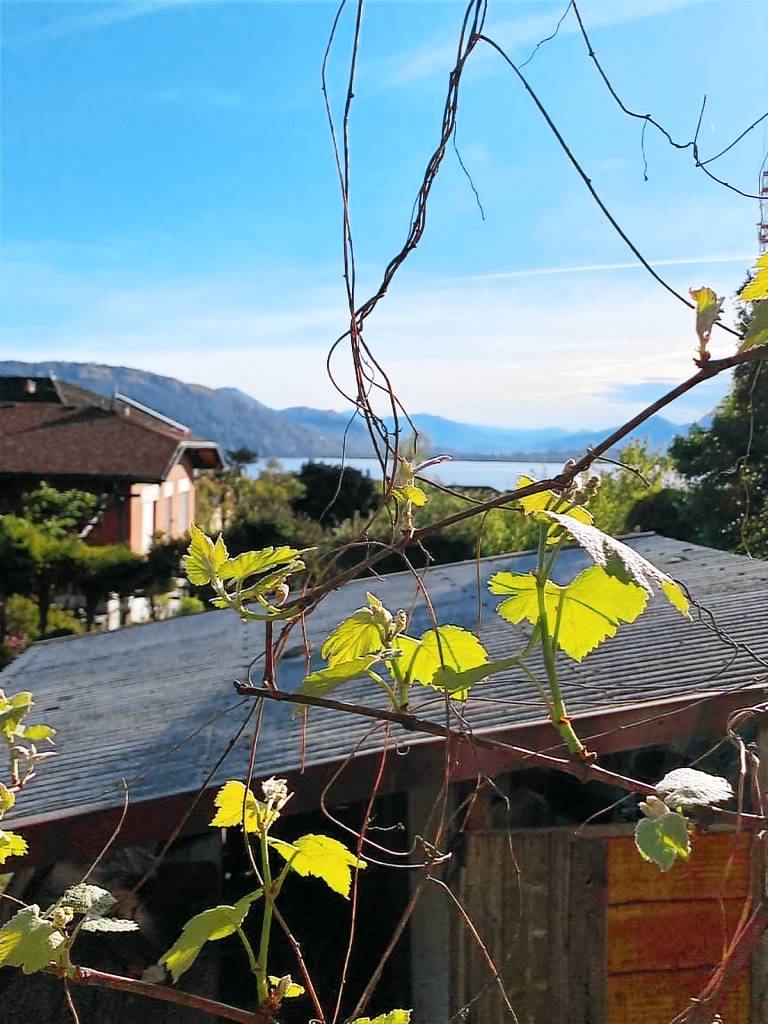 Love Maggiore