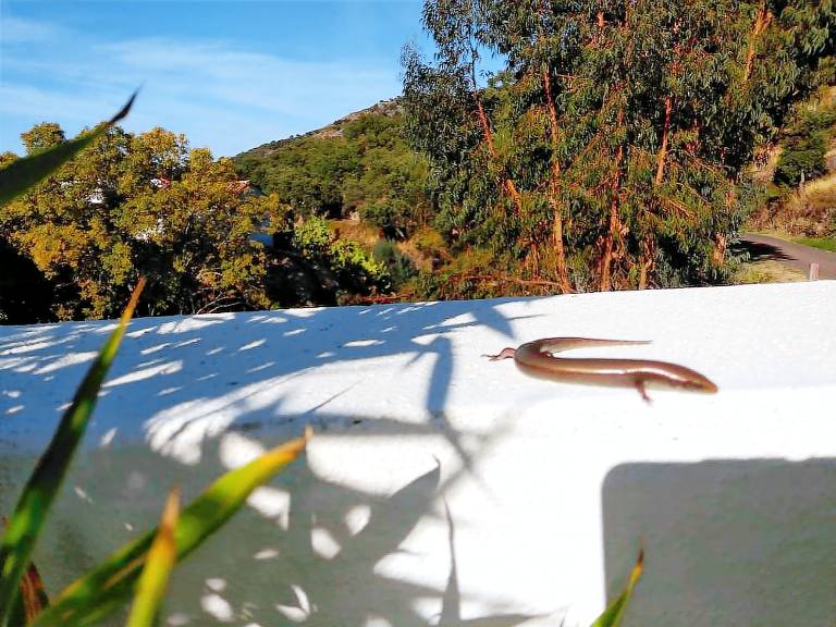 Quarto (B&B)  Serra de São Mamede