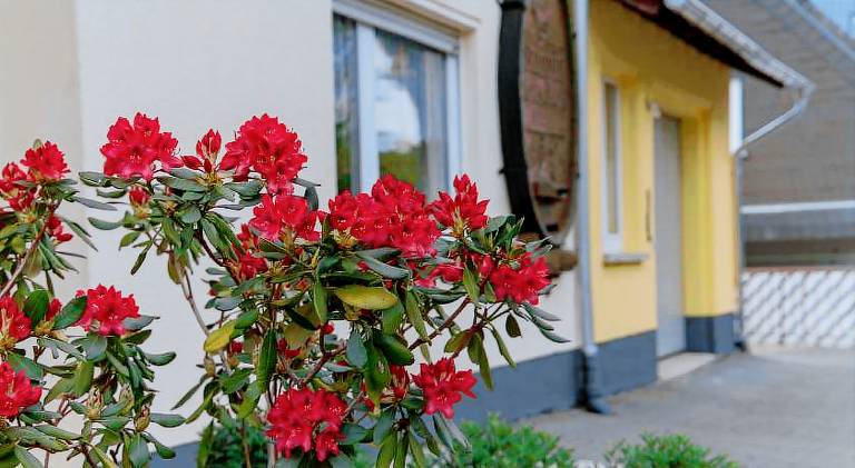 Holiday apartment with patio & grill in Bernkastel-Kues