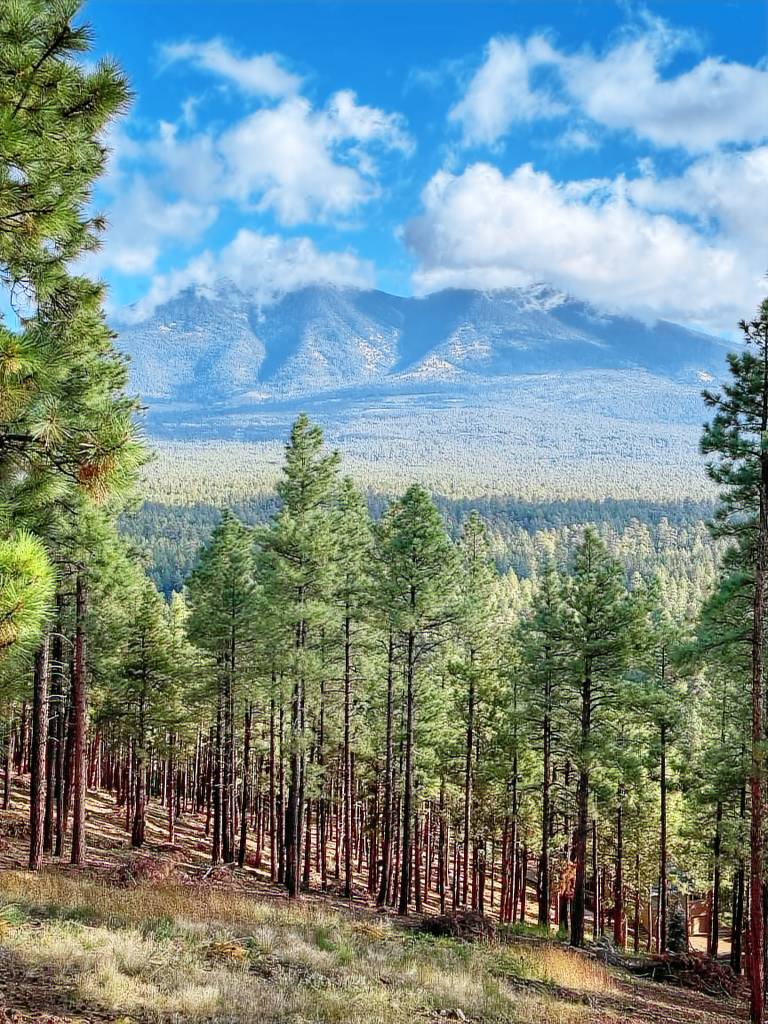 Cabin Flagstaff