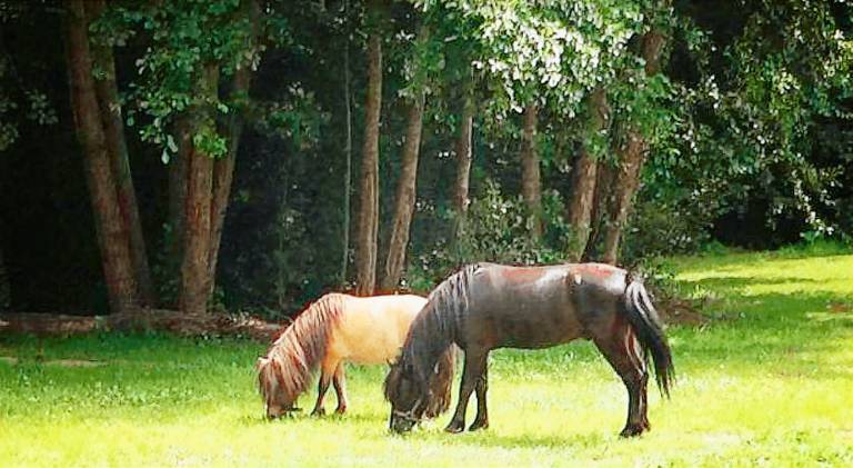Domaine Du Moulin Neuf — photo 3