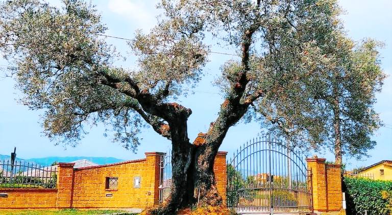 Wonderful vacation home | Pet-friendly in Pistoia