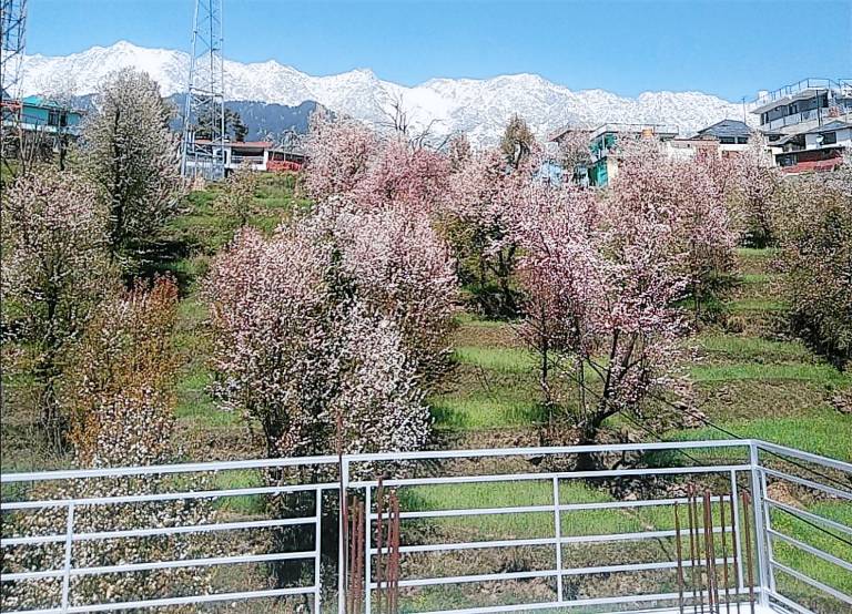 Tranquil trails home stay naddi