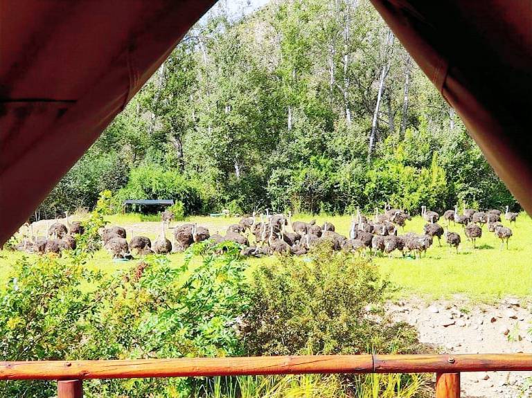 Bed & Breakfast  Oudtshoorn