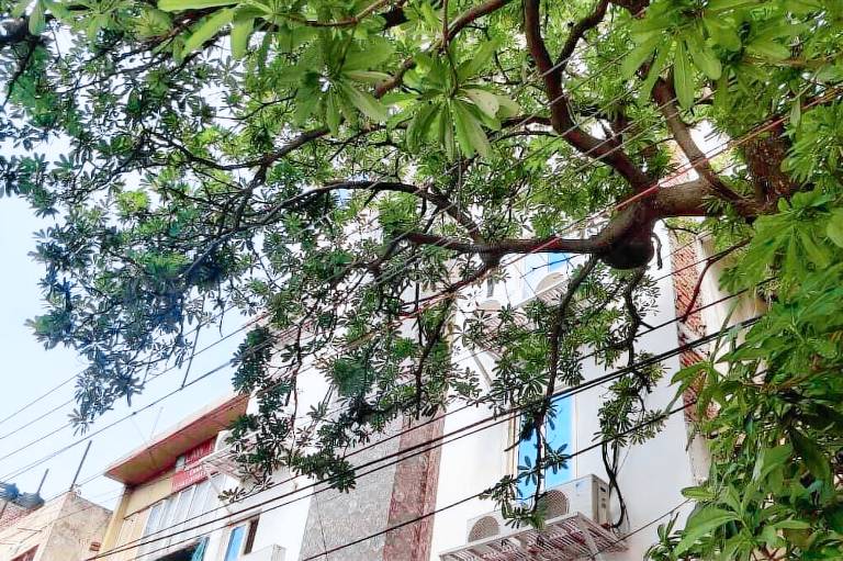 Hotel Green Arrow Rohini