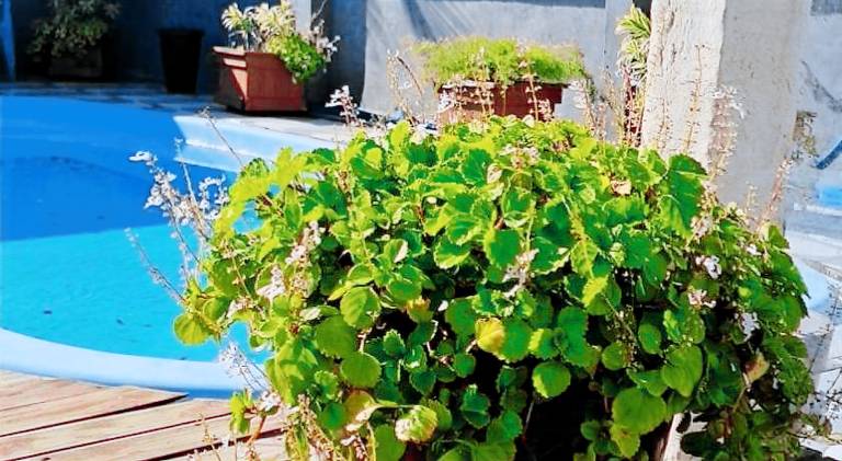 House with pool & garden | Pet-friendly — photo 3