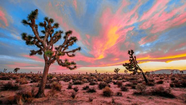 House Joshua Tree