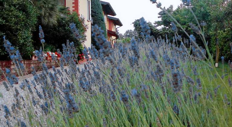 Holiday apartment with pool in Manerba del Garda
