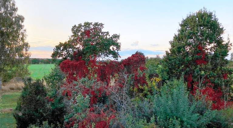Nice rental apartment with yard | Pet-friendly — photo 3