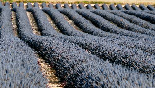 Chambre d'hôtes Valensole