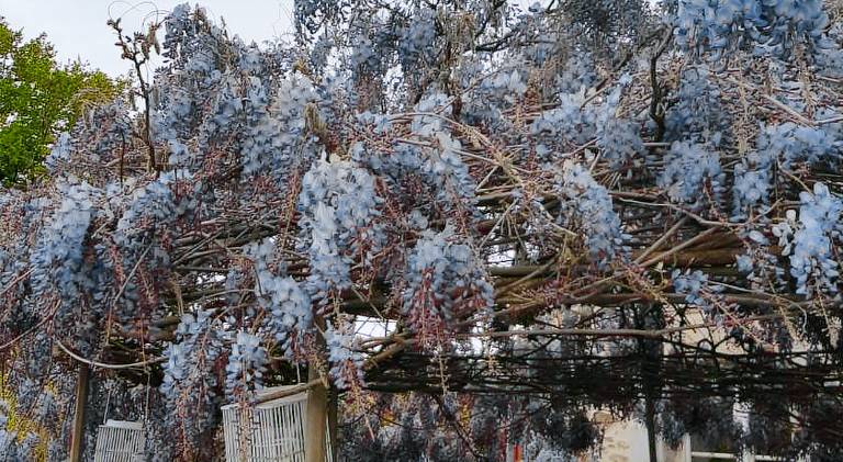 La THIBAUDIERE Glycine — photo 5