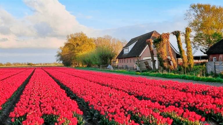 Ferienhaus für 4 Personen 120 m² in t Zand
