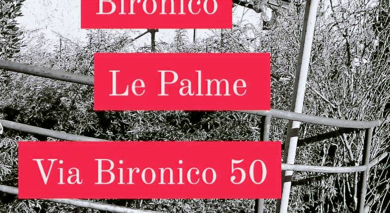 Le palme in Lugano