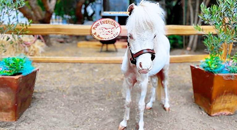 The Pony Experience; Glamping with Private Petting Zoo in Temecula, CA