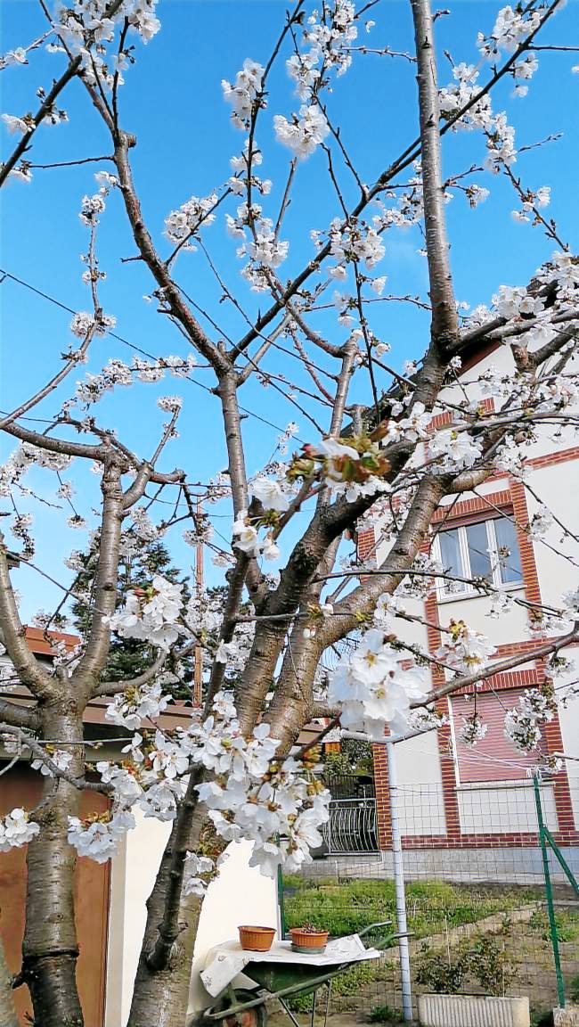 Appartamento Appiano Gentile