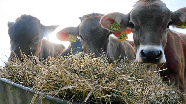 Ferienwohnung Wolfegg