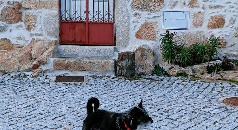 Chalet | Pets are welcome in Alijó