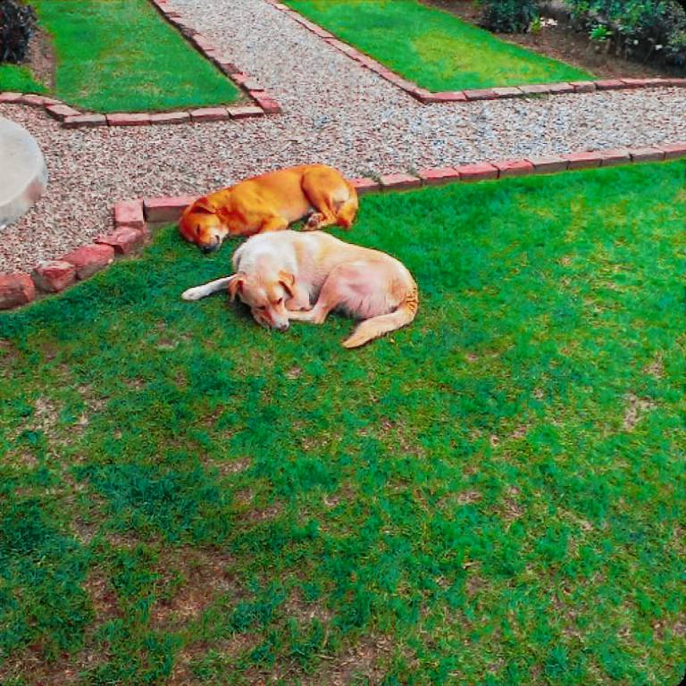 Madhav Kunj Homestay — photo 5