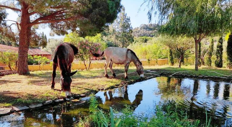 Charming farm with yard, terrace & pool | Perfect for remote work | Dogs allowed — photo 3