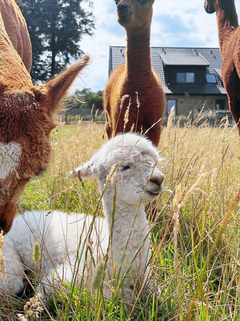 Ferienwohnung Borken