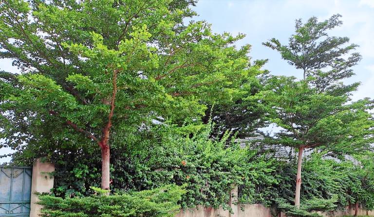 Apartment Livingstone