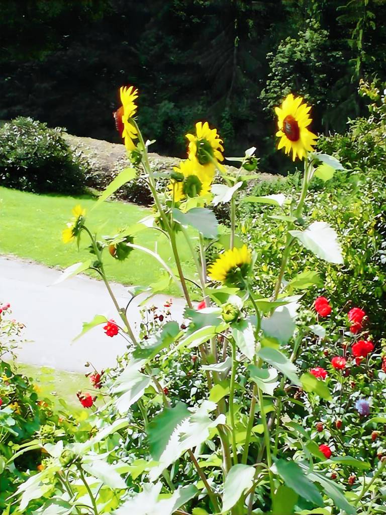 Child-friendly rental apartment with yard, BBQ & fast internet | Garden view | Pet-friendly — photo 2