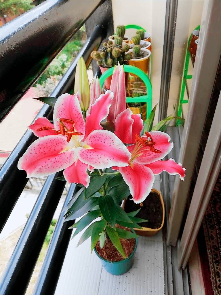 foto3