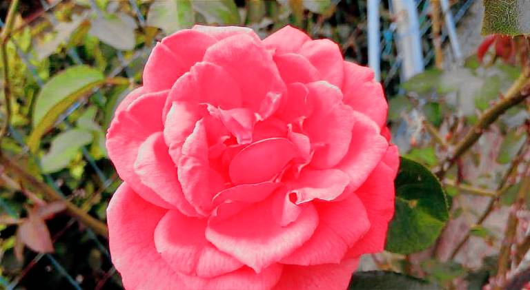 Affittacamere Le Rose — photo 4
