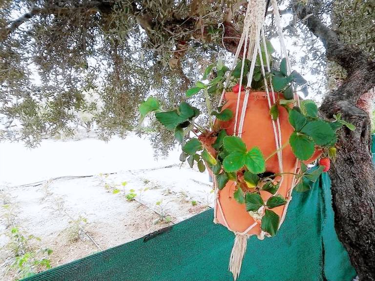 Studio with sea view, Creta, Ierapetra — photo 4
