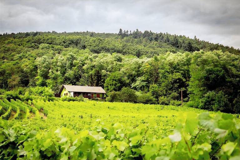 G&icirc;te du Weinbaum im Elsass