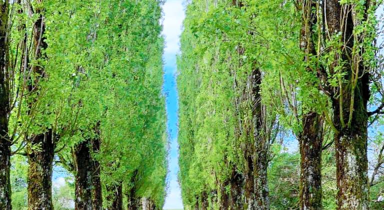 L’allee des peupliers in Dole