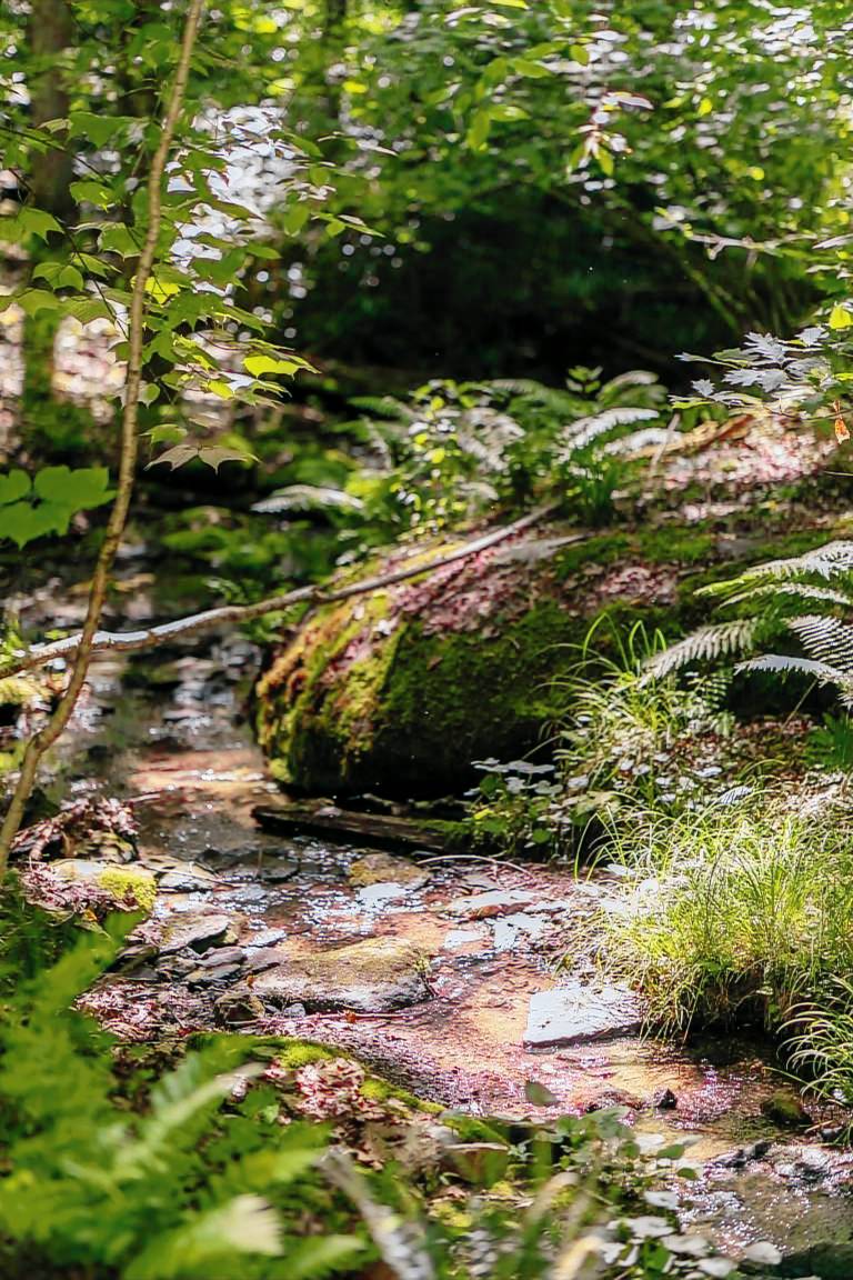 Gait to Paradise - 15 minutes to Boone, hot tub, completely private, creek in back yard — photo 4