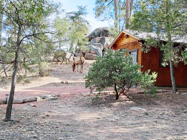 Cabin Payson