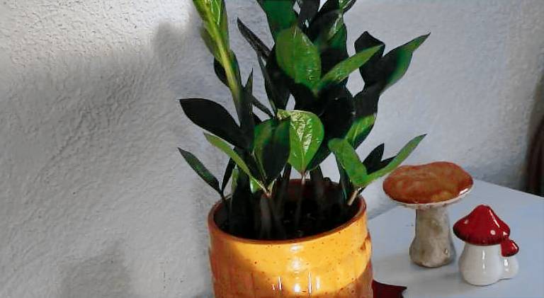 Ferienwohnung Hainburg