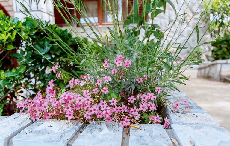 Holiday apartment with garden & BBQ — photo 5