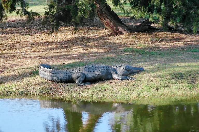 Condo Daufuskie Island