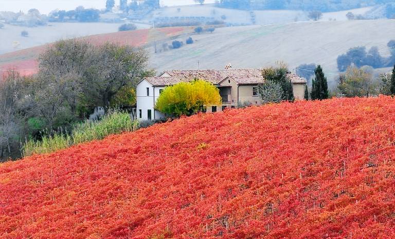 Vigna Sant'Amico Country House: Appartamento 10 Verdicchio — photo 4