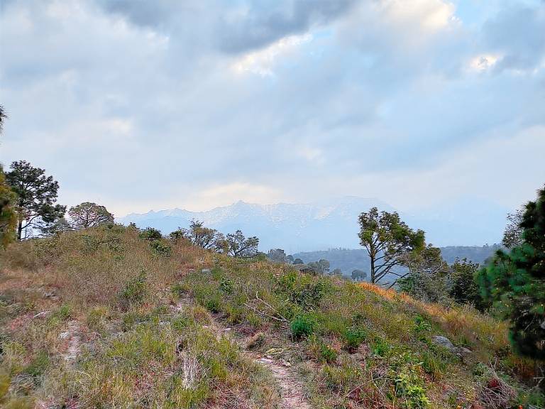 The Tea Gardens Retreat Dharamshala — photo 5