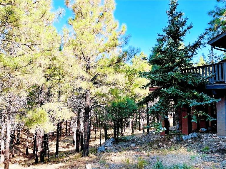 Cabin Flagstaff